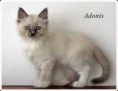 /album/adonis/adonis-9-hetes-004-jpg/